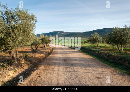 Dirt road between olive groves in an agricultural landscape in La Mancha, Ciudad Real Province, Spain. Stock Photo