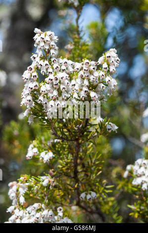 Flowers of Tree Heath, Erica arborea. Photo taken in Toledo Mountains, Ciudad Real Province, Spain Stock Photo