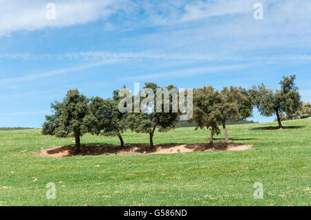 Flowering fallows in Toledo Mountains, Ciudad Real Province, Spain Stock Photo