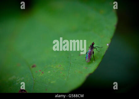 Macro shot of a fly on a leaf. Stock Photo
