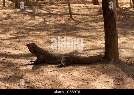 Little Komodo Dragon Stock Photo