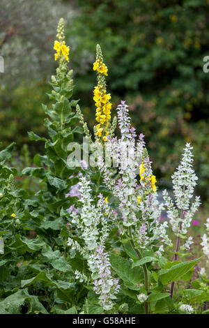 Salvia sclarea - Clary Sage. Verbascum Stock Photo