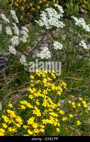 Yellow Linum dolomiticum and white Tanacetum corymbosum Festtafel Stock Photo