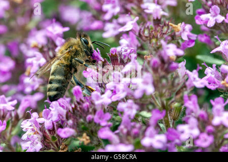 Bee on Thymus pulegioides, broad-leaved thyme, lemon thyme bee-friendly plants Stock Photo