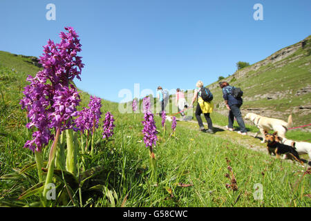 Dog walkers pass wild early purple orchids on a popular route through Cressbrook Dale, Peak District National Park Derbyshire UK Stock Photo