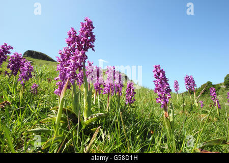 Early purple orchids (orchis mascula) in Cressbrook Dale; a limestone grassland habitat, Peak District NP Derbyshire Englandd UK Stock Photo