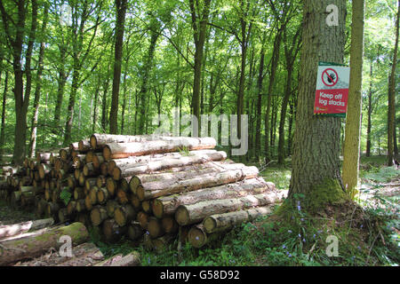 A stack of logs in Forestry Commission managed woodland at Beechenhurst in the Forest of Dean near Coleford, Gloucestershire, UK Stock Photo