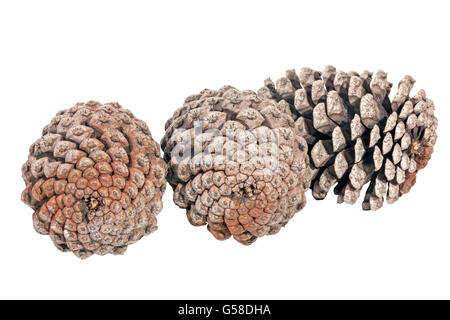 Studio shot of three  aged pine cones patterns and textures on white background Stock Photo