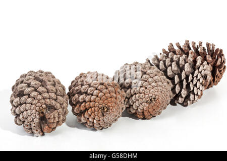 Studio shot of five aged pine cones patterns and textures on white background Stock Photo