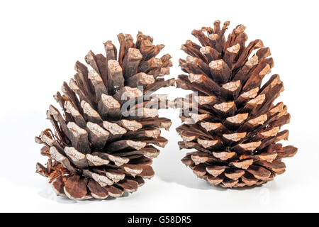 Studio shot  of two old upright  pine cones with patterns and textures on white background Stock Photo
