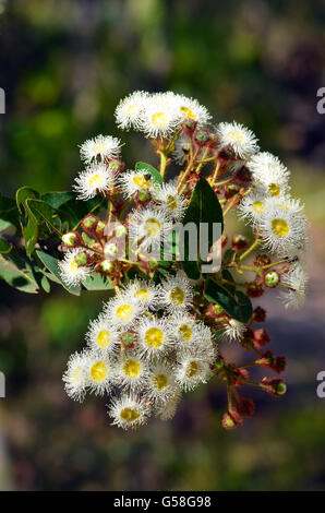 Cluster of white and yellow gumtree (Angophora hispida) flowers in the Australian bush Stock Photo