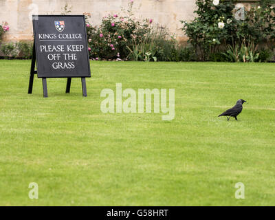 Bird ignores sign to to keep off grass lawn at front of King's college, university of Cambridge, England. Stock Photo