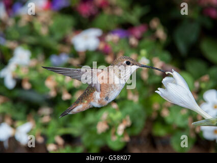 Female Rufous Hummingbird (Selasphorus rufus) feeding at a Hosta flower Stock Photo