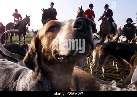 Hounds and riders from the Essex and Suffolk Hunt at Higham, Suffolk. MPs will vote in the Commons on whether to outlaw hunting with hounds. Riders from Essex, Suffolk, Norfolk, Cambridgeshire, Bedfordshire and Hertfordshire took part in the hunt. Stock Photo