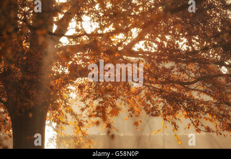 Copper Beech Tree in autumn Stock Photo