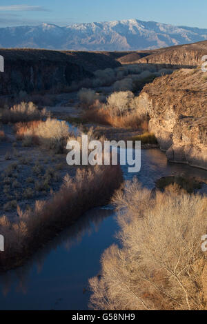 The Gila River running through Cottonwoods in the Gila Box Riparian National Conservation Area near Clifton, Arizona. Stock Photo