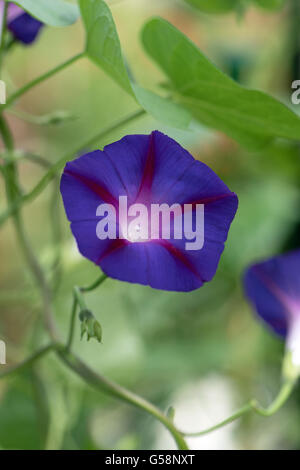 Ipomoea tricolor 'Heavenly Blue', commonly called 'morning glory' Stock Photo