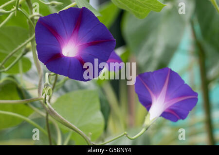 Ipomoea tricolor 'Heavenly Blue', commonly called 'morning glory' Stock Photo