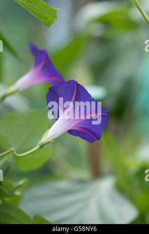 Ipomoea tricolor 'Heavenly Blue', commonly called 'morning glory' Stock Photo