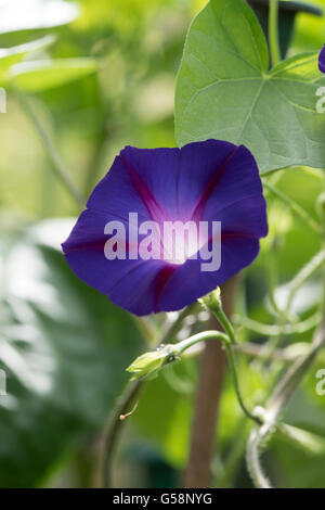 Ipomoea tricolor 'Heavenly Blue', commonly called 'morning glory' Stock Photo