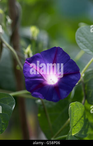 Ipomoea tricolor 'Heavenly Blue', commonly called 'morning glory' Stock Photo