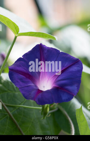 Ipomoea tricolor 'Heavenly Blue', commonly called 'morning glory' Stock Photo