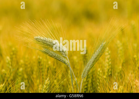 Barley in the field, closeup, selective focus on front stems Stock Photo