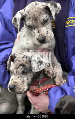 Great Dane puppies at the RSPCA Millbrook Animal Centre Chobham, members of a family of Great Danes who the charity are desperate to re-home after they were rescued from a cramped town house. Stock Photo