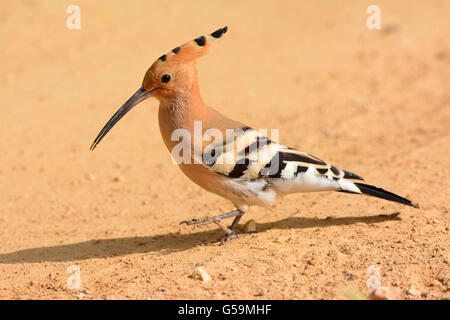 Eurasian Hoopoe , Upupa epops Walk on sand Stock Photo