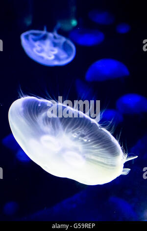Sea Moon jellyfish float in the deep dark blue water Stock Photo - Alamy