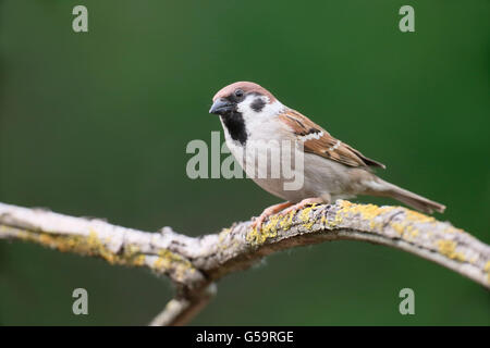 Tree sparrow, Passer montanus, single bird on branch, Hungary, May 2016 Stock Photo