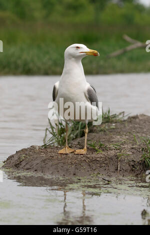 Yellow-legged gull, Larus michahellis, single bird by water, Hungary, May 2016 Stock Photo