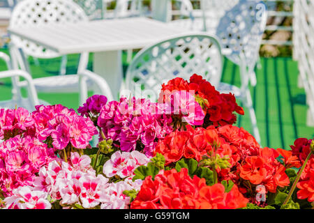 red and pink geranium near white tables Stock Photo