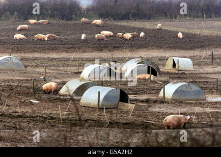 Pigs on quarantined land at Farringford Farm at Freshwater Bay on the Isle of Wight where Ministry of Agriculture officials are investigating the possibility of an outbreak of foot and mouth disease. * Pigs from Farringford Farm and another in Berkshire had been supplied to an abattoir in Essex where the viral disease was discovered. Stock Photo