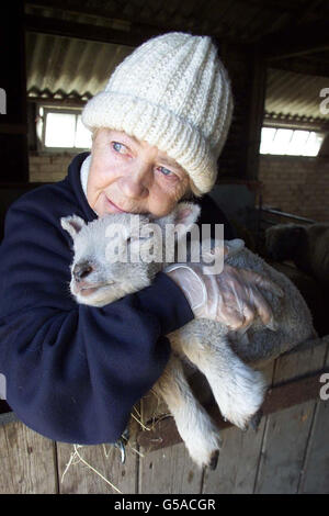 Foot & mouth rare sheep cull threat Stock Photo