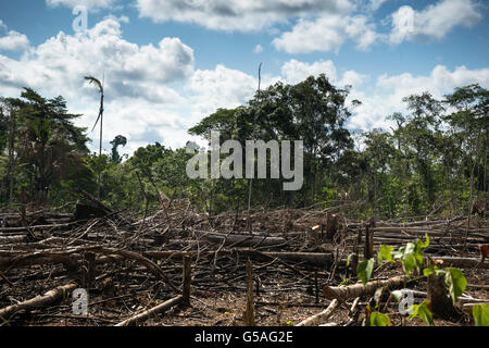 Rainforest clearance Stock Photo