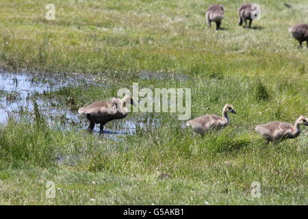 Canada Geese gosling's (Branta canadensis) walking away from a big water puddle in a grassy area Stock Photo