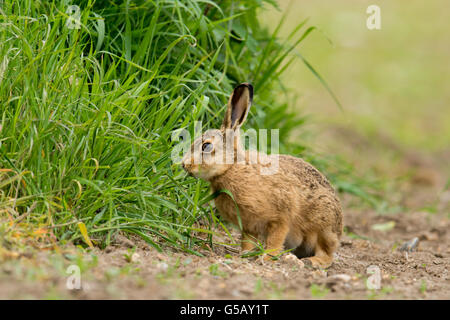 Brown Hare(Lepus europaeus) on farmland. Stock Photo