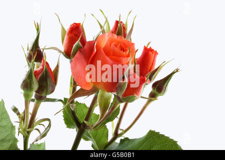 Bouquet of small orange roses isolated on white background Stock Photo