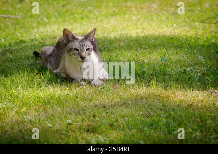 Siamese cat resting in the shadow on a lawn Stock Photo