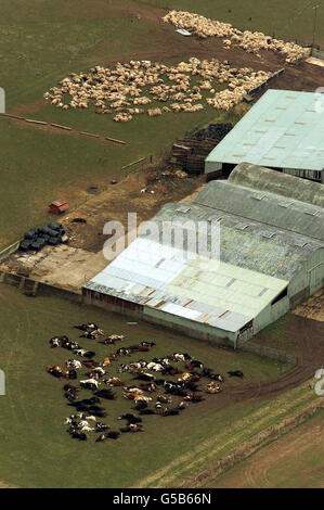 Dead animals lie slaughtered in a farm field near Longtown in Cumbria, March 26 2001. Nearby, a huge trench is being dug which could bury up to 500,000 sheep affected by the foot and mouth outbreak. Stock Photo