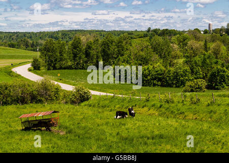 Holstein Friesians cattle breed in the pasture. Stock Photo