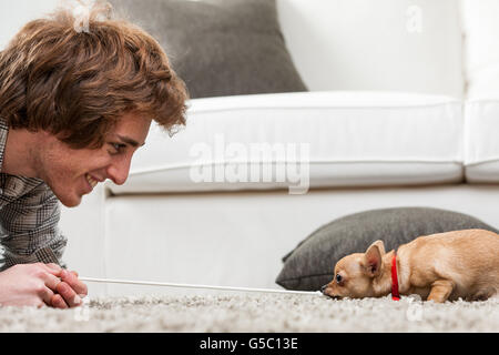 Cute little chihuahua playing tug of war with its owner pulling on a length of rope held by a smiling young man Stock Photo