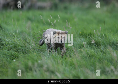 A Northern cheetah cub, from a litter of seven, born in March 2012 at Whipsnade Zoo, Dunstable, Bedfordshire, which were the first Northern cheetah cubs born in the UK, plays in its enclosure. Stock Photo