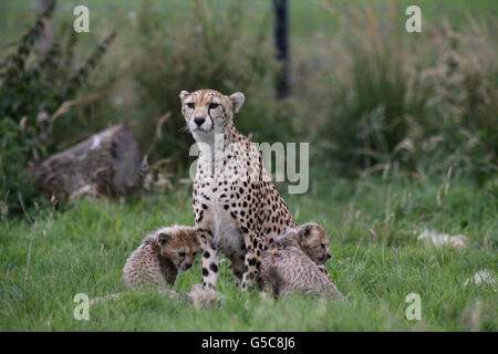 Cheetah cubs, from a litter of seven, born in March 2012 at Whipsnade Zoo, Dunstable, Bedfordshire, with their mother Dubai, the cubs, were the first litter of Northern cheetah cubs born in the UK. Stock Photo