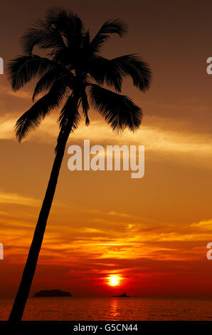 Palm tree silhouette at sunset, Chang island, Thailand Stock Photo