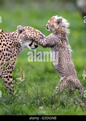 One of seven cheetah cubs born in March 2012 at Whipsnade Zoo, Dunstable, Bedfordshire, plays with its mother Dubai, the cubs, were the first litter of Northern cheetah cubs born in the UK. Stock Photo