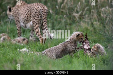 A litter of seven cheetah cubs born in March 2012 at Whipsnade Zoo, Dunstable, Bedfordshire, play with their mother Dubai, the cubs, were the first litter of Northern cheetah cubs born in the UK. Stock Photo