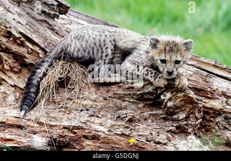 Whipsnade Zoo cheetah cubs Stock Photo