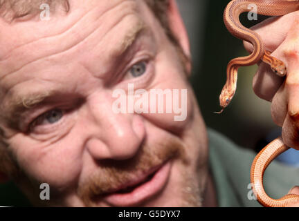 Staff member Kevin Thom with two newly born Corn snakes at Butterfly and Insect World, Edinburgh. PRESS ASSOCIATION Photo. Picture date: Saturday September 15, 2012. The snakes were born at the facility but are native to America. Photo credit should read: David Cheskin/PA Wire Stock Photo